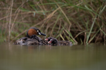 The little grebe, also known as dabchick, is a member of the grebe family of water birds