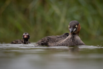The little grebe, also known as dabchick, is a member of the grebe family of water birds