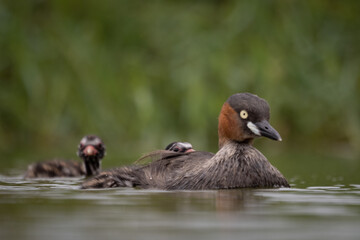 The little grebe, also known as dabchick, is a member of the grebe family of water birds