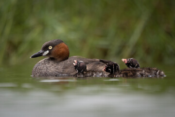 The little grebe, also known as dabchick, is a member of the grebe family of water birds
