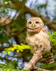 Spotted owl looking straight