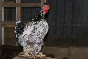 Side view of a beautiful colored porcelain Brahma rooster.	