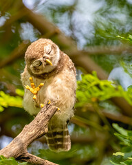 Spotted owl in a pose of blessing