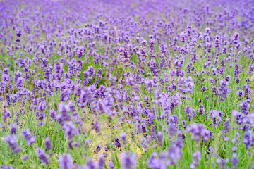 Obraz premium Field of purple little lavender flowers close up photo with bokeh