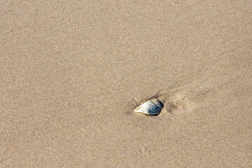 Fototapeta na wymiar Piece of a sea shell in the sand at low tide on the Oregon coast