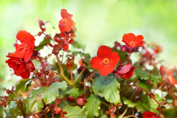 Summer blossoming bright red begonia flowers, garden blooming flower background, selective focus,...