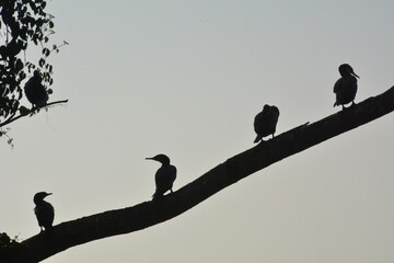 Beautiful landscapes and wildlife of India
