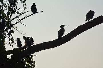 Beautiful landscapes and wildlife of India