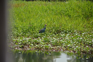 Beautiful landscapes and wildlife of India