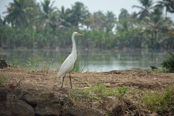 Beautiful landscapes and wildlife of India