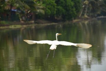 Beautiful landscapes and wildlife of India