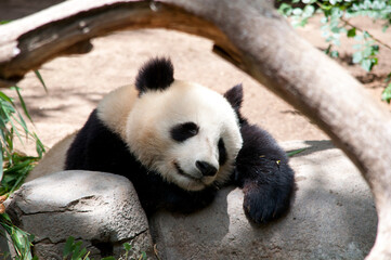 Obraz premium Sleeping Panda against a log