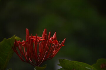 Beautiful landscapes and wildlife of India