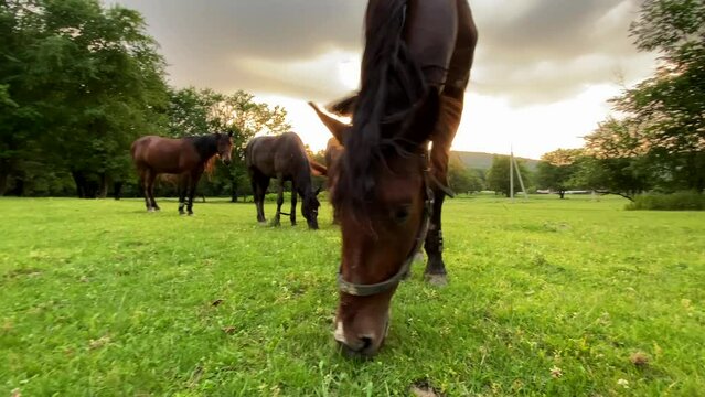 Brown and black horses with bound limbs grazing on green scenic field at sunset. Close up, 4K.