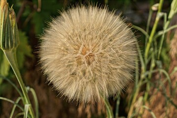 one large gray round dandelion in green vegetation in nature