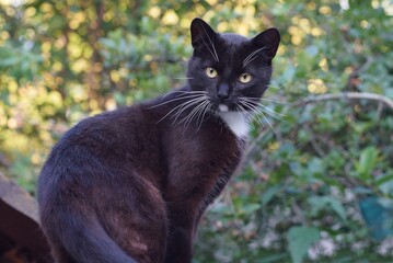 Naklejka na ściany i meble one black cat sits and looks on the street against the background of green vegetation