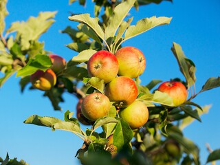 ripening red apples on a green tree branch on the blue sky background
