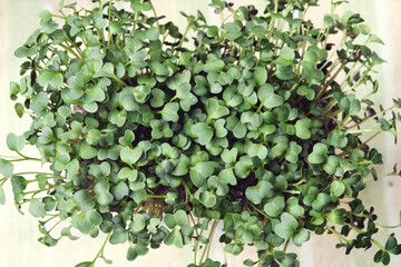Close-up of microgreen broccoli. Concept of home gardening and growing greenery indoors