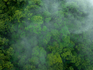 Aerial view of beautiful forest mountain landscape