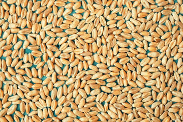 Close-up of wheat grains. Wheat texture background