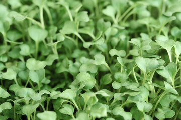 Close-up of microgreen broccoli. Concept of home gardening and growing greenery indoors. Green background