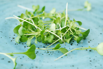 Fresh Microgreens. Sprouts of broccoli microgreens in a blue plate. Healthy Food