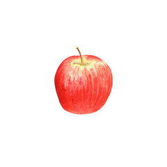 Red juicy apple. Autumn harvest clipart. Fall illustration. Hand-drawn watercolor illustration. 