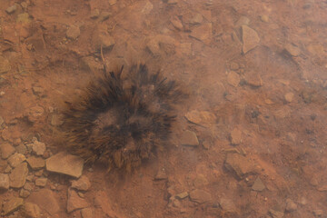 Red soil bottom of the lake with stones and a former grass bush under water. Natural background...