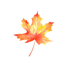 Watercolour maple leaf. An isolated element of the autumn set of watercolour illustrations.