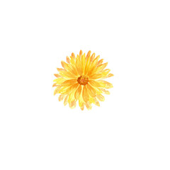 Watercolour marigold flower. An isolated element of the autumn set of watercolour illustrations.