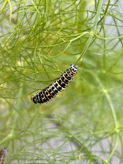 caterpillar on leaf