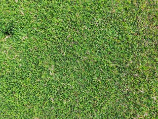 green grass abstract texture 