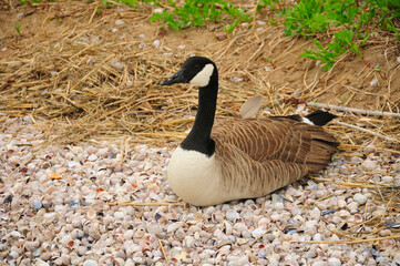 Canada goose (Branta canadensis) nesting on seashells on charles island at lowtide in long island sound to Silver Sands State Park in Milford Connecticut.