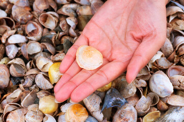 a hand holding seashells new england beach