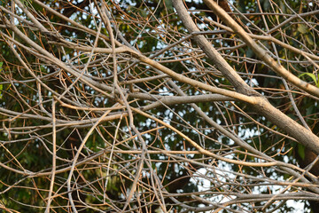 Close up Dried Tree Twigs without leaves
