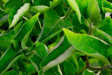 lettuce grass background