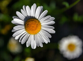 Obraz premium Chamomile flower close-up view from above on dark background.
