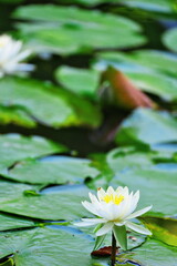 朝に咲く花