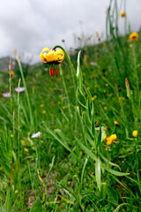 Albanische Lilie // alanian lily (Lilium albanicum) -  Zurim-Gebirge, Montenegro © bennytrapp