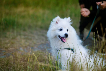 A beautiful white puppy of a Japanese spitz teenager during a walk in the evening, the dog is crouching and warily looking at other adult dogs