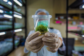 Plant or Tissue culture