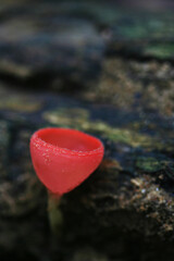 Obraz premium Nature mushroom in red glass.