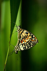 Beautiful butterfly in summer of Thailand