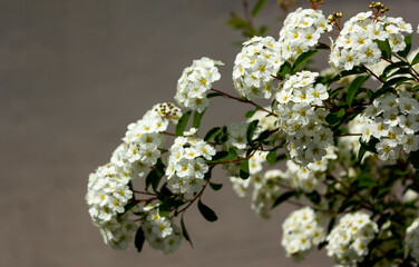 Spiraea Vanhouttei flowers or Wedding wreath flowers on gray background and space for writing