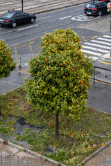 Fototapeta na wymiar Ornamental fruit tree a rainy day in the streets of Granada