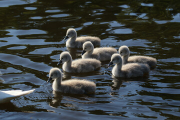 Mute Swan Cygnet, United Kingdom