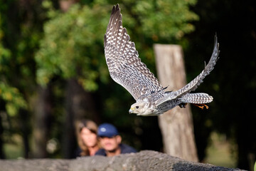 Gerfalke ( Falco rusticolus ).