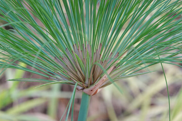 Close up Grass Meadow in the Park, Egyptian papyrus
