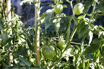 Tomato grows in the garden. Growing fresh vegetables at farm