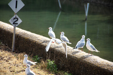 Black-headed gull flying while the surrounding birds are resting